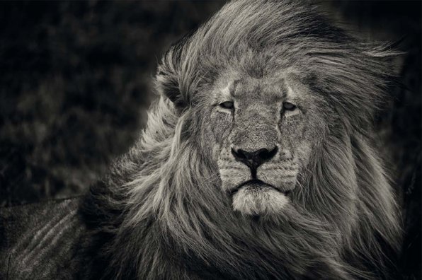 The Boss