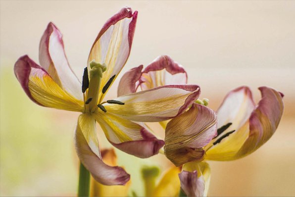Tulpen