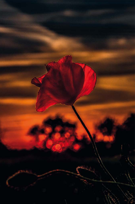 Mohn